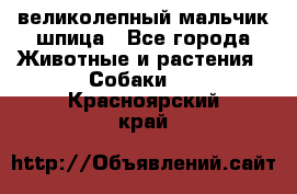 великолепный мальчик шпица - Все города Животные и растения » Собаки   . Красноярский край